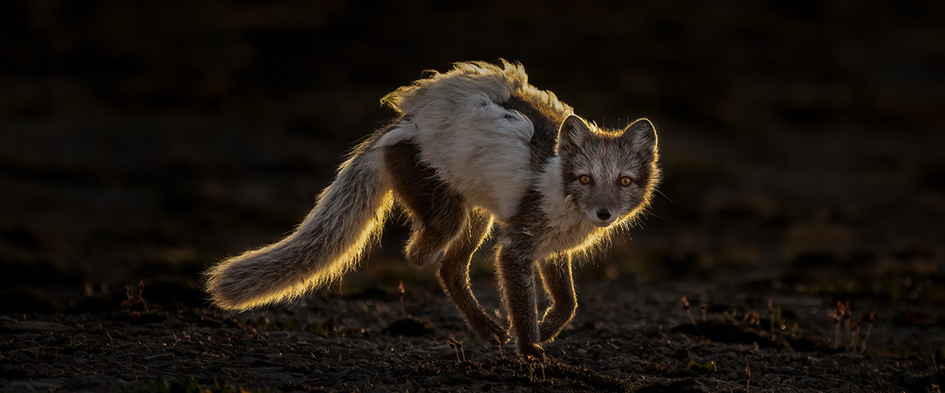 An Arctic fox in its ragged summer coat, backlit by the low, midnight Sun. Despite missing half a hind leg, it appeared to be doing well.