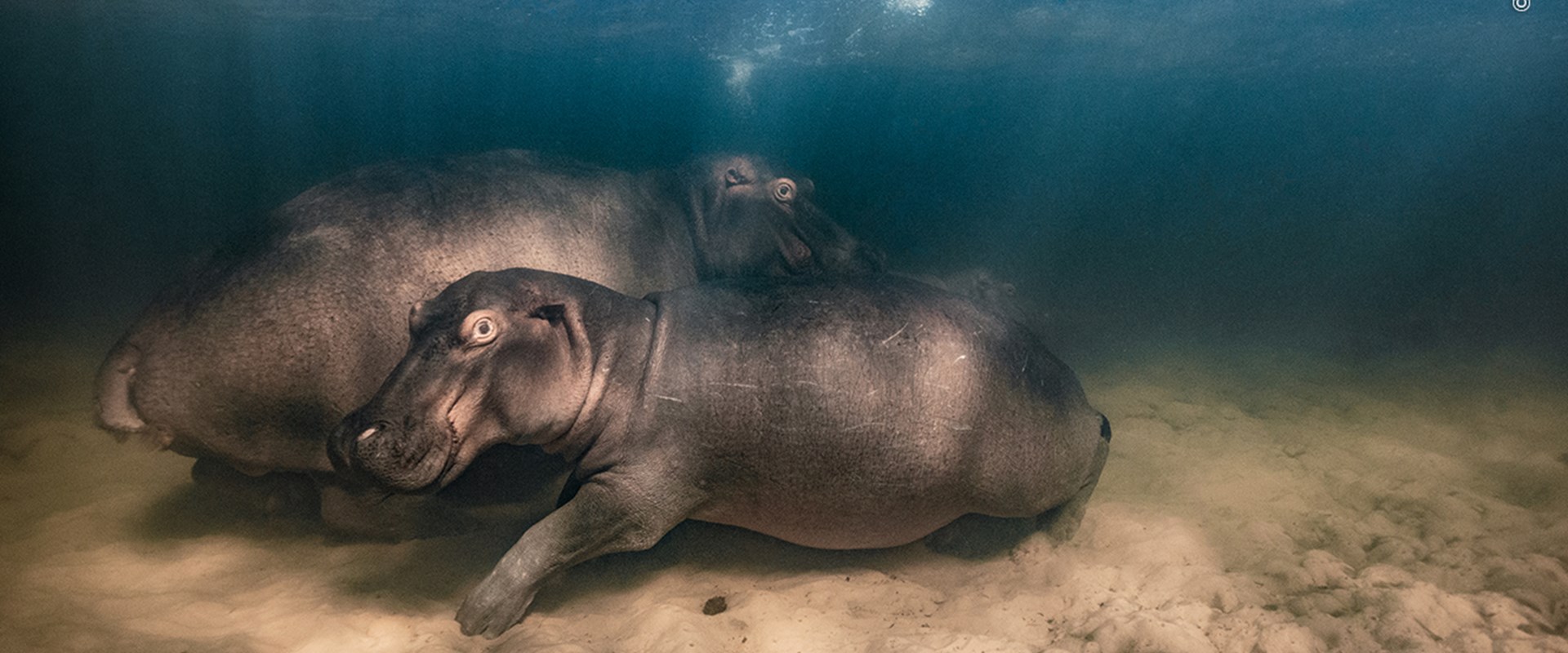 A hippopotamus and her two offspring resting in the clear water of a shallow lake.