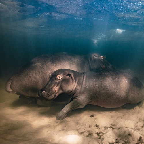 A hippopotamus and her two offspring resting in the clear water of a shallow lake.