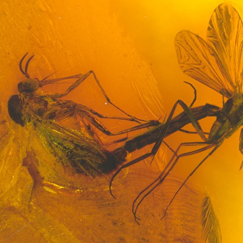 Insects preserved in amber. 