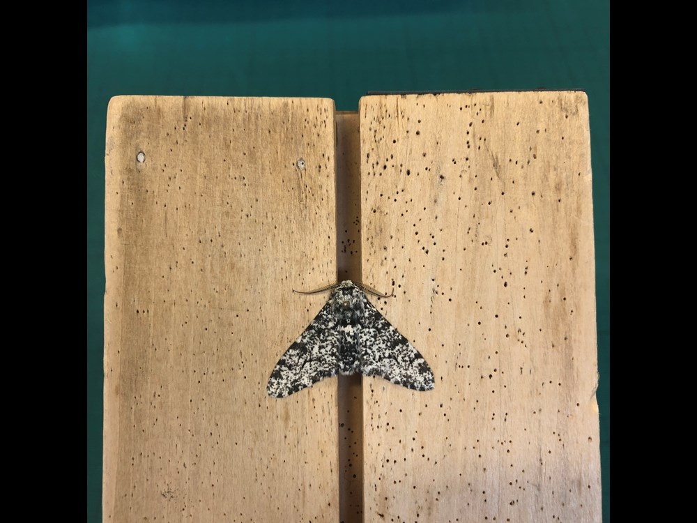 A black and white moth specimen secured by two planks of wood. 
