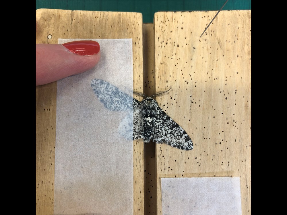 A black and moth specimen with its left wing taped to a wooden board. 