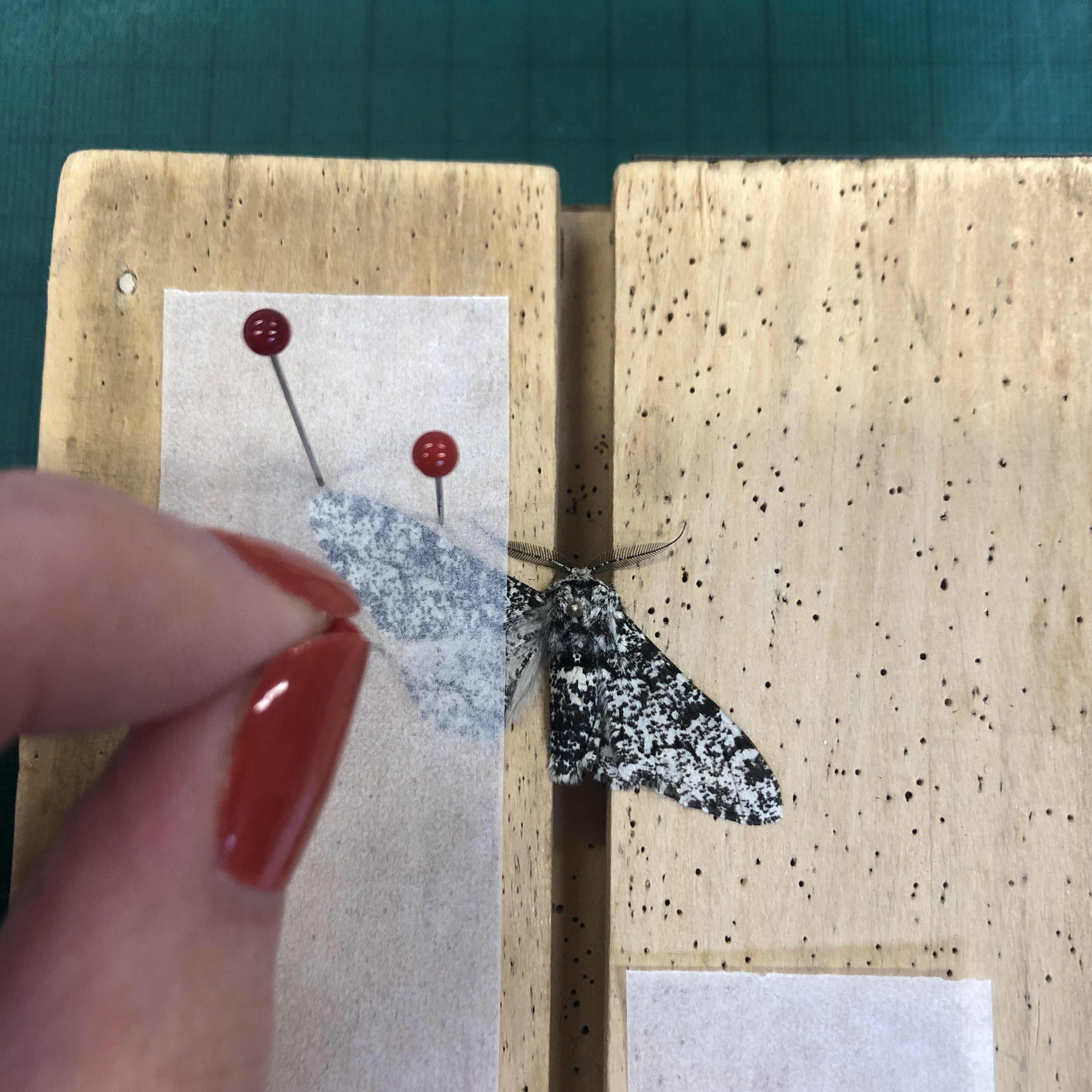 A person pinning the left wing of a black and white moth onto a wooden board. 