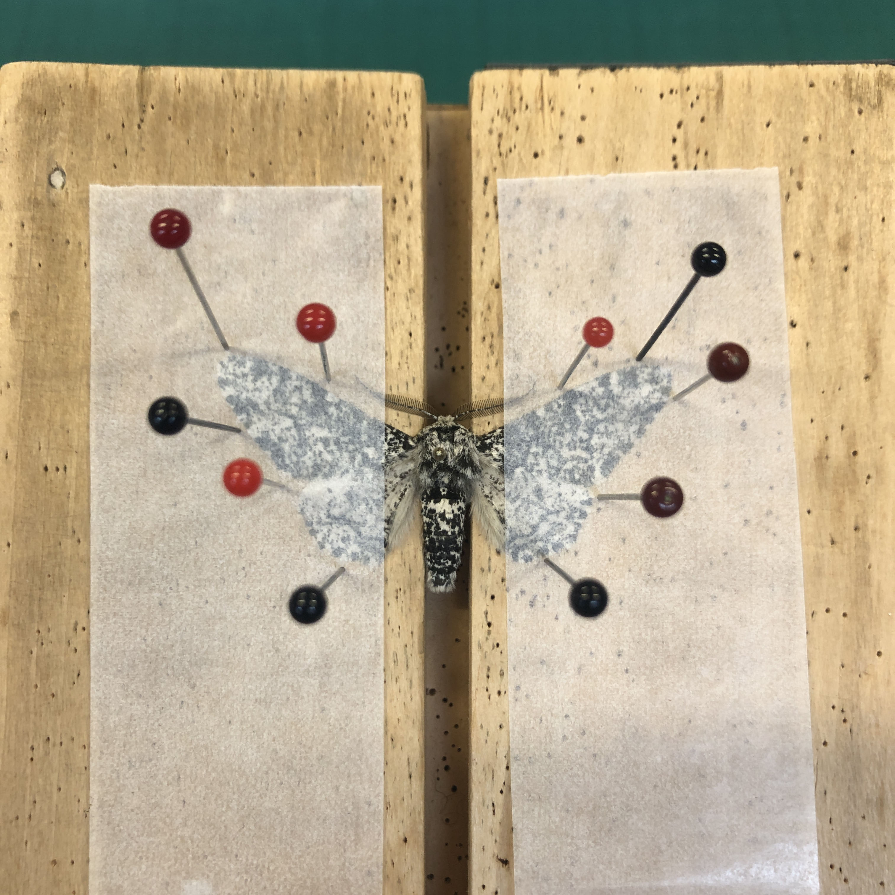 A black and white moth pinned onto two wooden boards by ten small pins. 