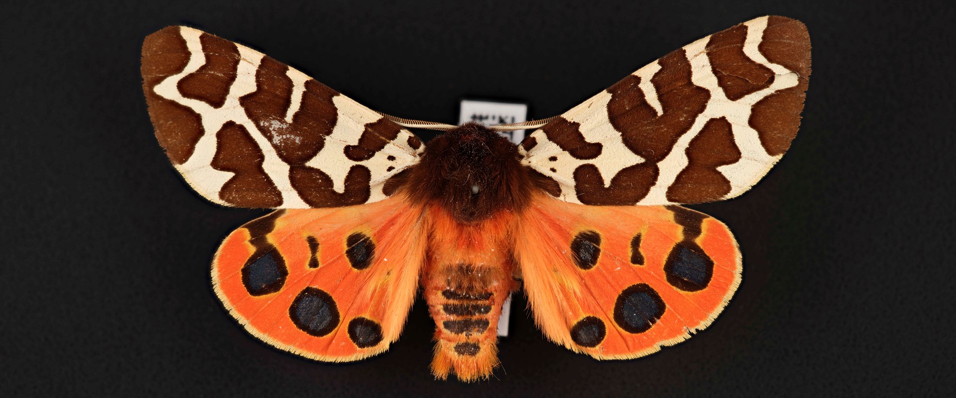 A moth specimen with black and white stripes and black and red markings on its wings.