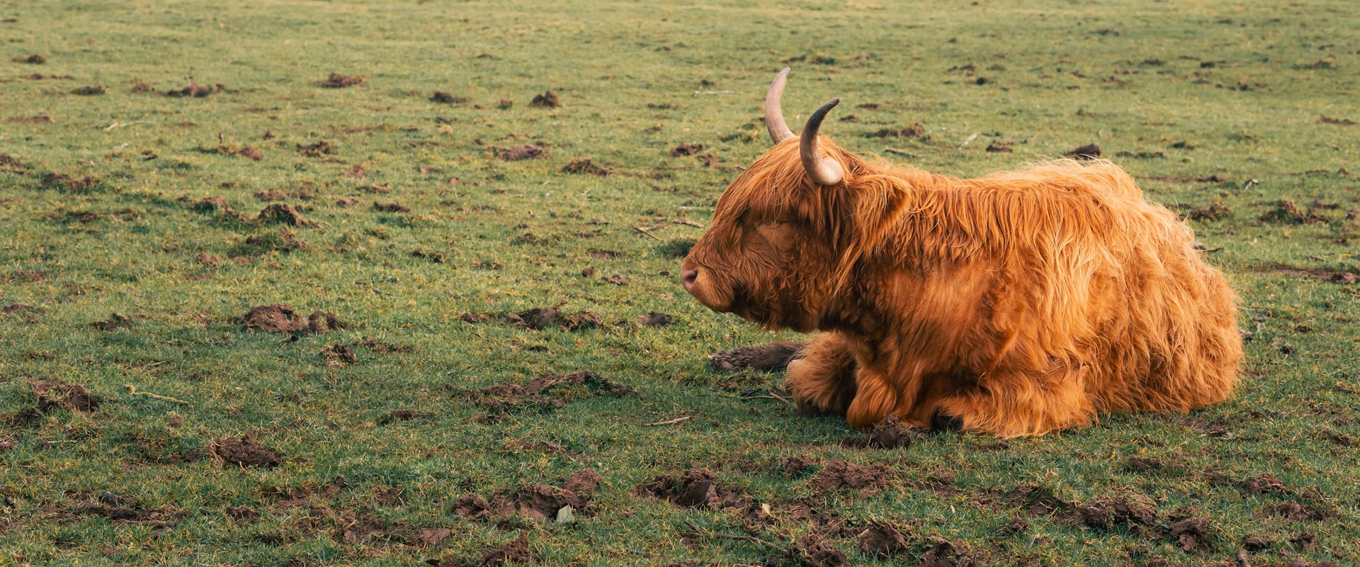 A big orange highland cow sits in a field.