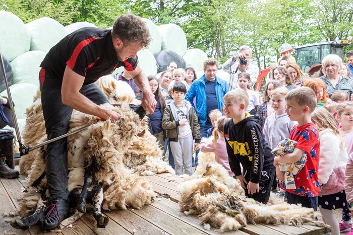 Cammy Wilson holds a sheep and shears it infront of a number of young visitors.