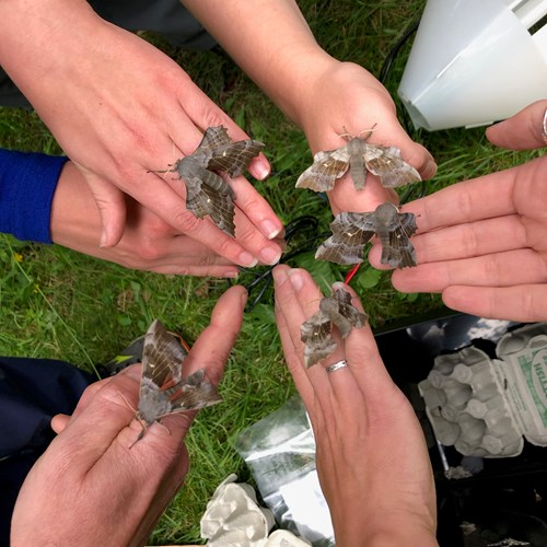 Six hands holding five Poplar hawkmoths