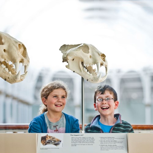 Two children looking at three different sizes of cat skulls