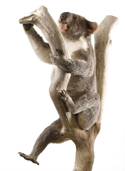 Koala in the Animal World Gallery