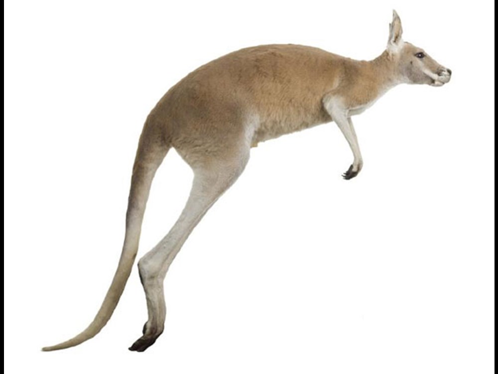 Red Kangaroo In The Animal World Gallery