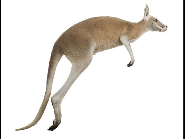 Red Kangaroo in the Animal World Gallery