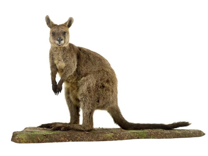 Swamp Wallaby In The Survival Gallery