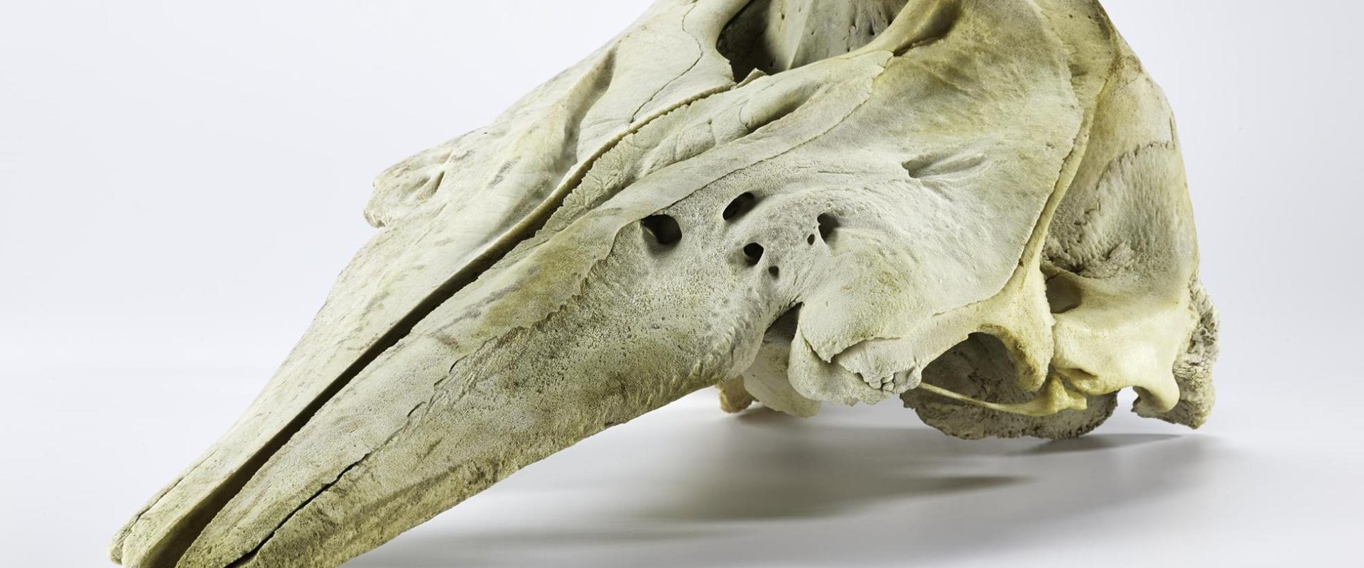 Beluga whale skull front