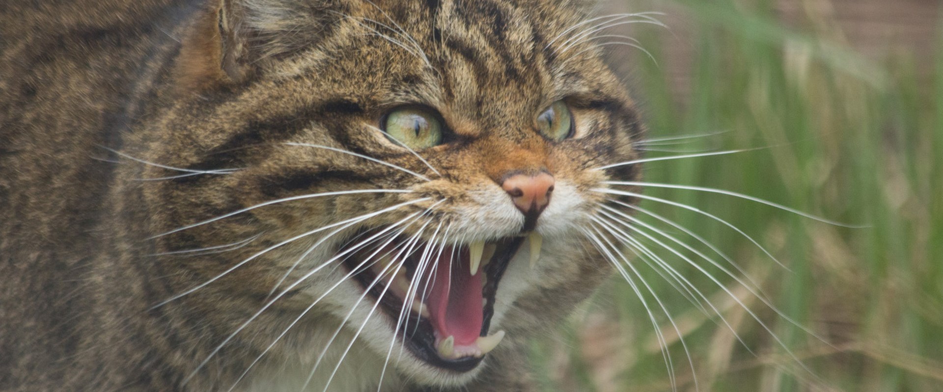 Front half of a Scottish wildcat snarling at something in a grassy area.