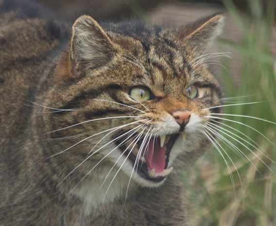 Front half of a Scottish wildcat snarling at something off-screen in a grassy area.