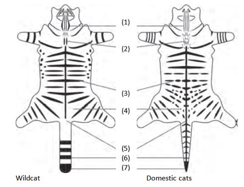 Black and white diagram showing two cat skins laid out to compare markings of Scottish wildcats to domestic cats.