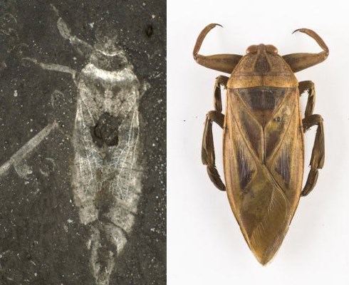 Fossil belostomatid water bug (left) and modern giant water bug, Lethoceras sp (right)