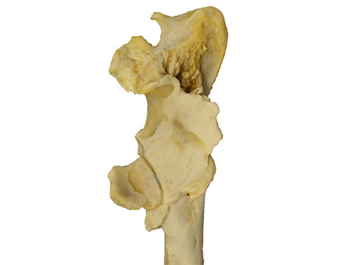 Mammals Arthriticlionbone 490Px