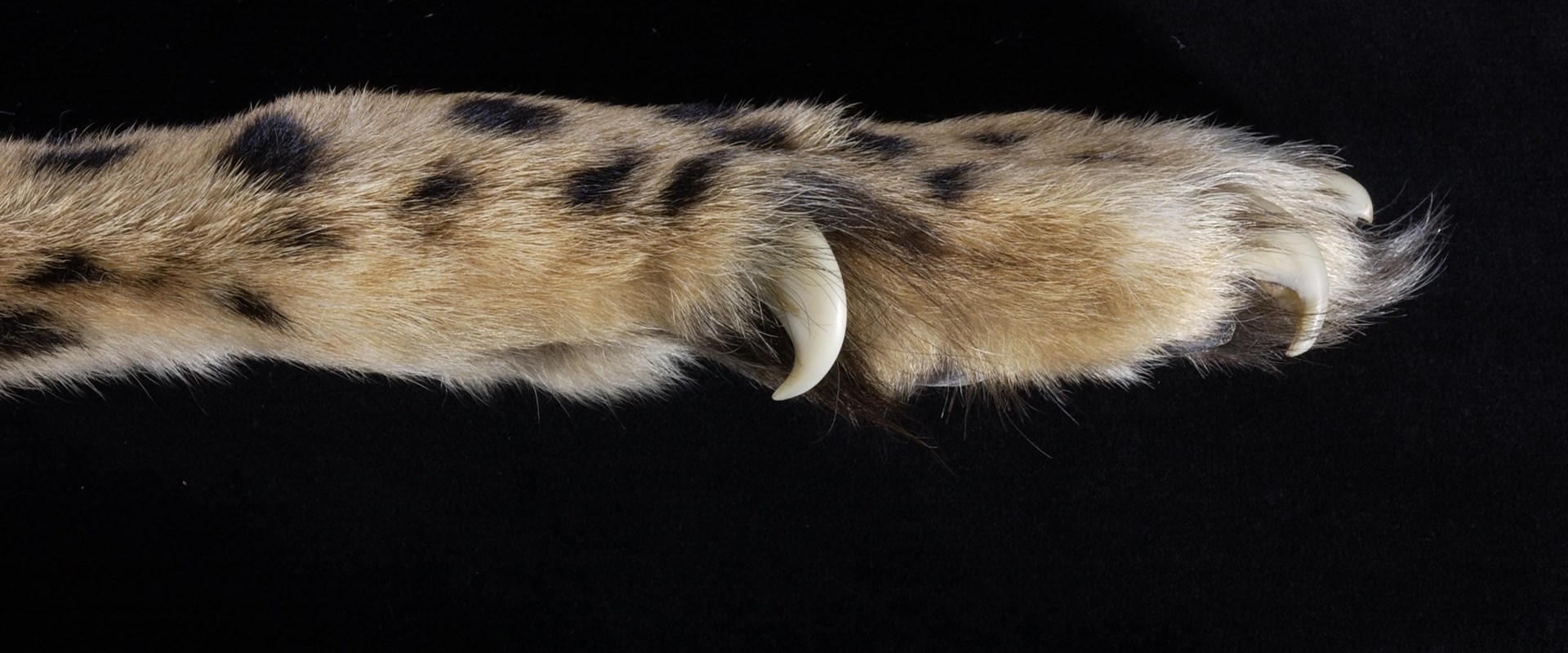 Cheetah Dew Claw Cats01