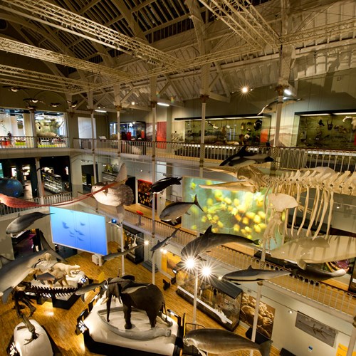 A large, 3-story gallery space with an atrium where life-size models of animals are on display including marine life which hangs from the ceiling.