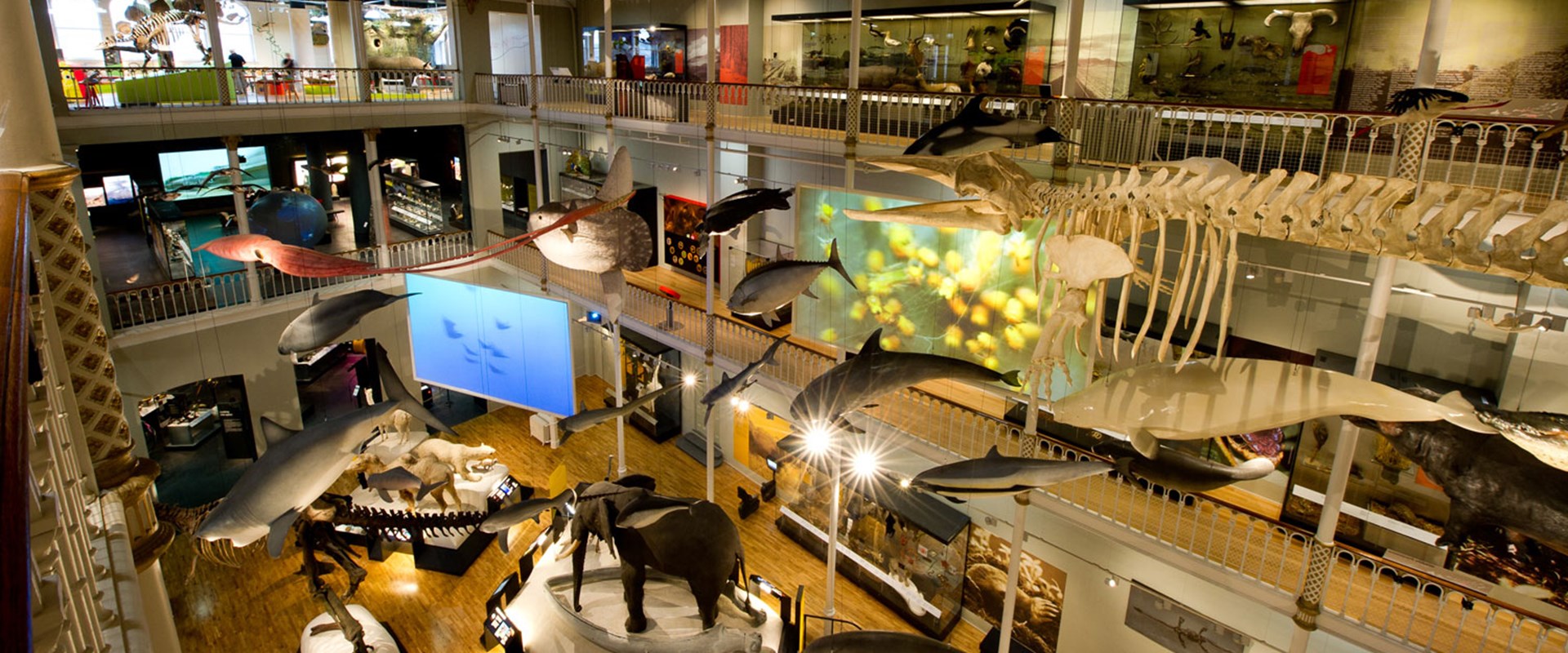 A large, 3-story gallery space with an atrium where life-size models of animals are on display including marine life which hangs from the ceiling.