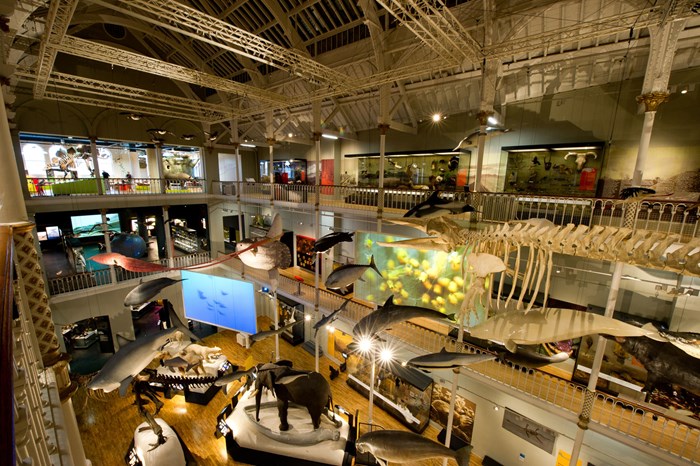 A wildlife panorama showing different animals suspended from the ceiling in the Natural World galleries