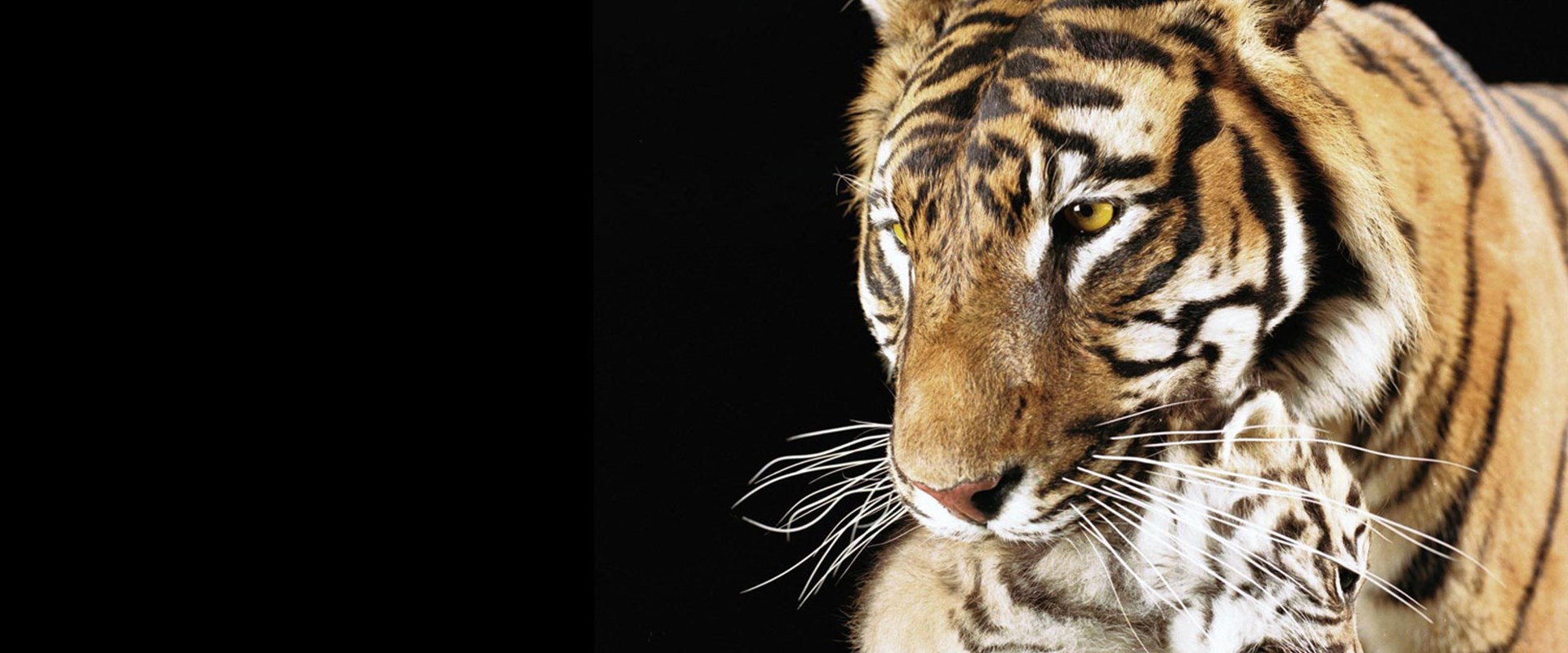Sumatran Tiger2