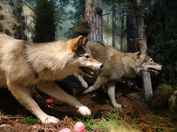 Two wolves with open mouths run through a forest diorama in a museum gallery.