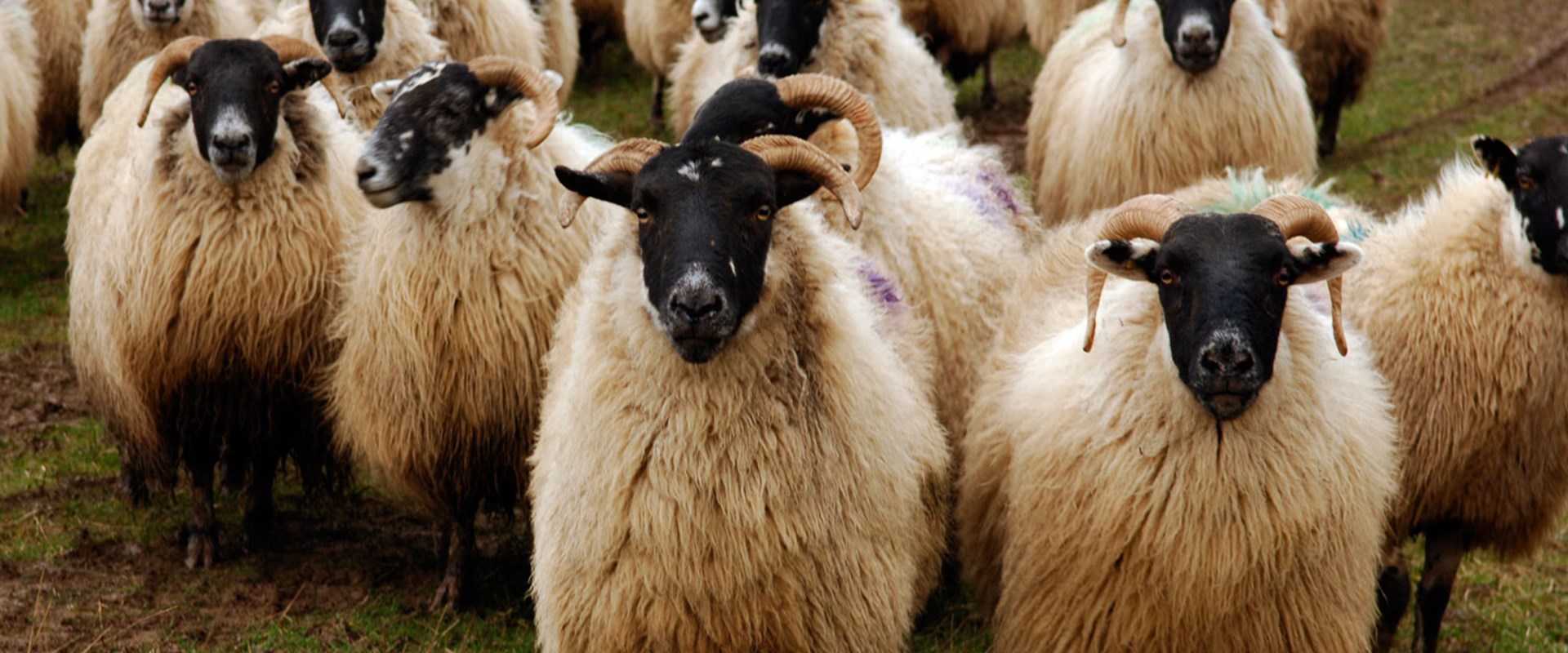 Rural Sheep