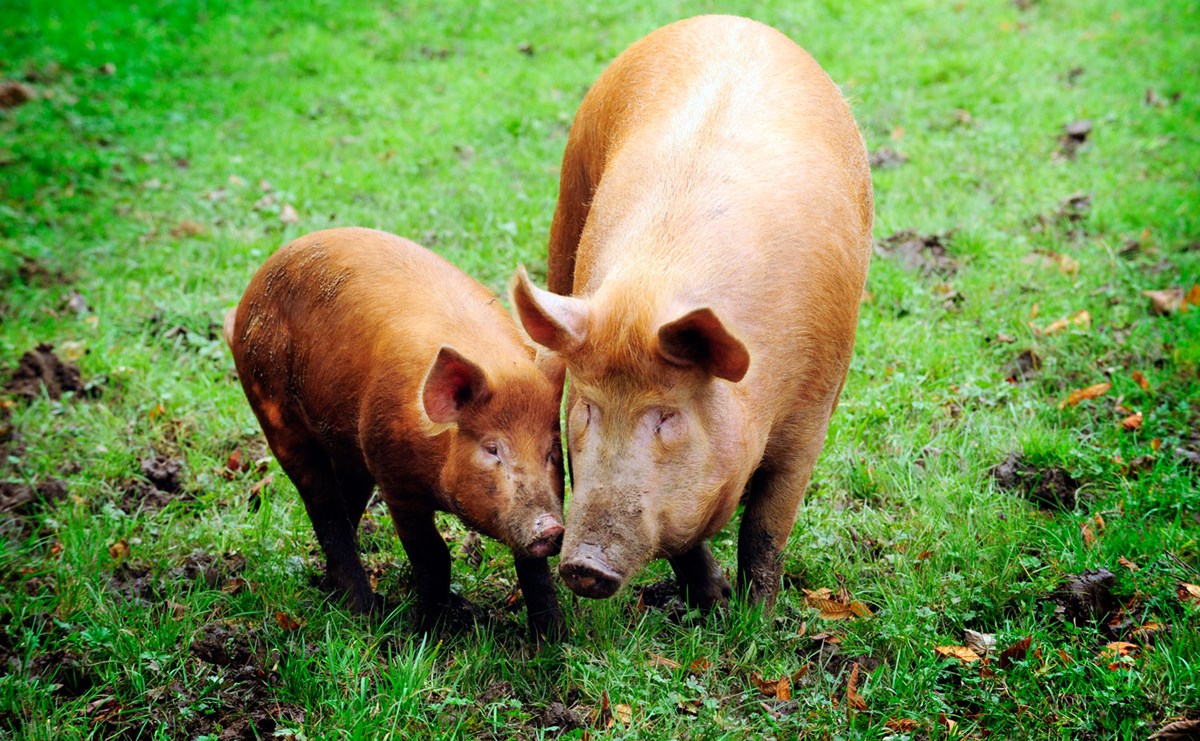 Rural Tamworth Pigs