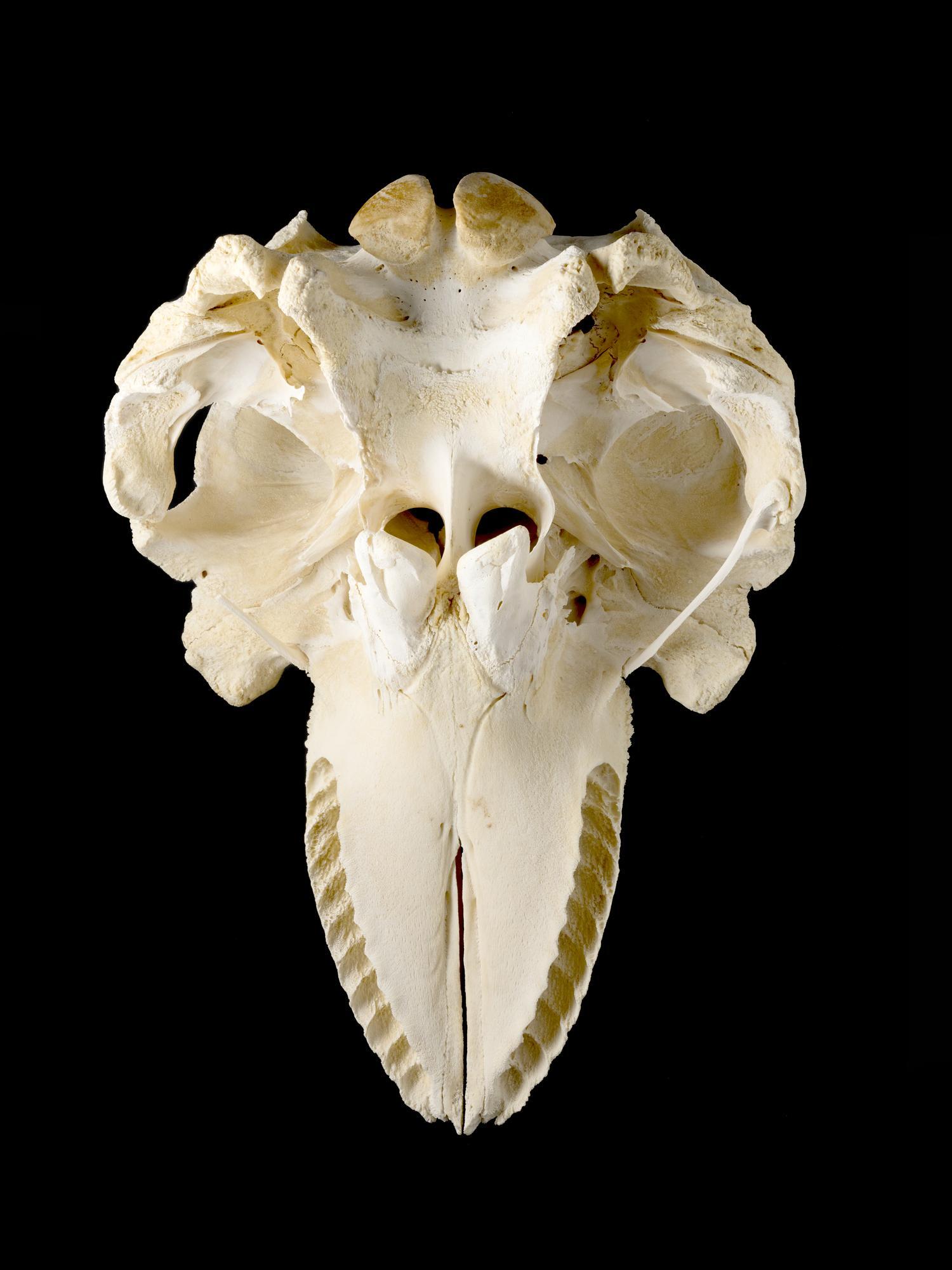 Orcinus orca (Linnaeus, 1758) - Killer whale