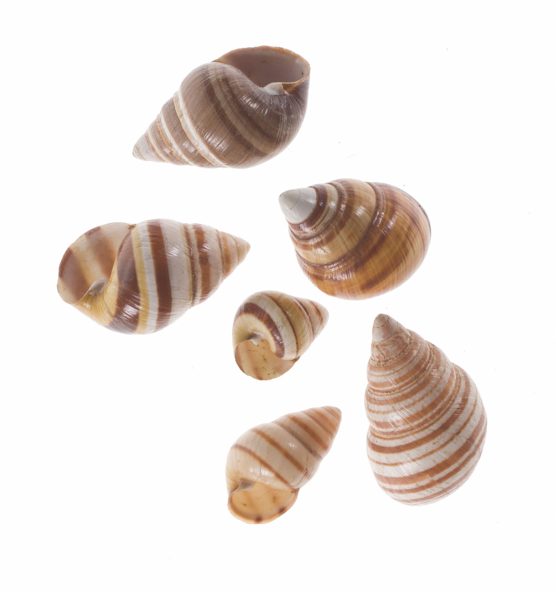 Achatinella sp. Hawaiian tree snail