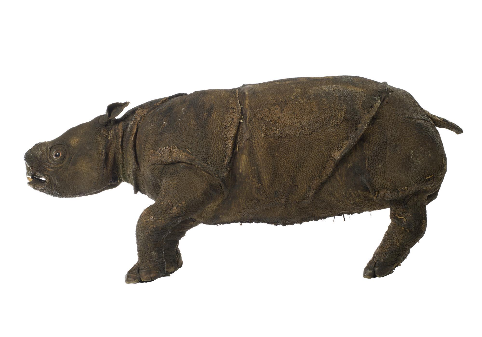 Rhinoceros sondaicus - Javan rhinoceros