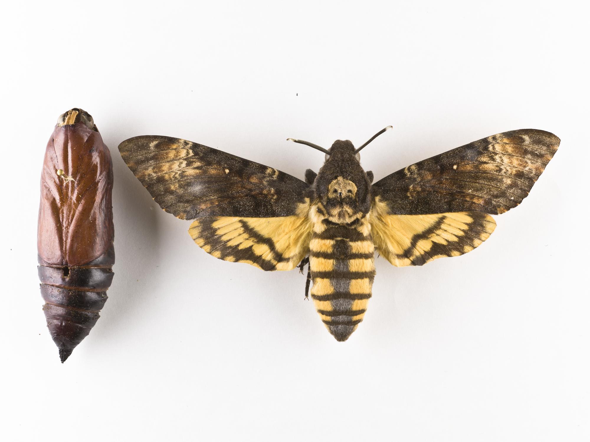 Types Of Moths Scotland