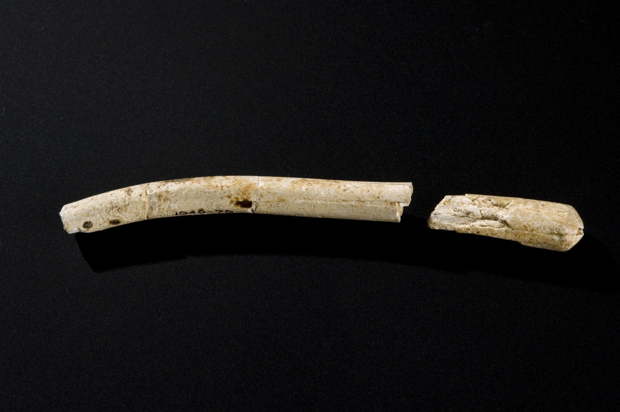 Pottery / body / sherd